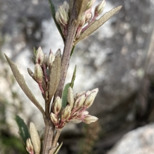 Olearia erubescens at Yaouk, NSW - 19 Nov 2022 10:53 AM