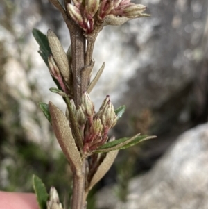 Olearia erubescens at Yaouk, NSW - 19 Nov 2022 10:53 AM