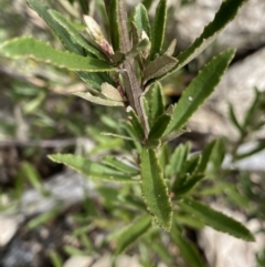 Olearia erubescens at Yaouk, NSW - 19 Nov 2022 10:53 AM