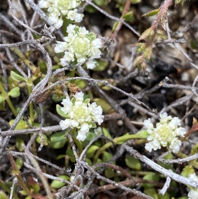 Poranthera microphylla (Small Poranthera) at Scabby Range Nature Reserve - 18 Nov 2022 by Ned_Johnston