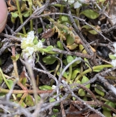 Poranthera microphylla at Yaouk, NSW - 19 Nov 2022 10:52 AM