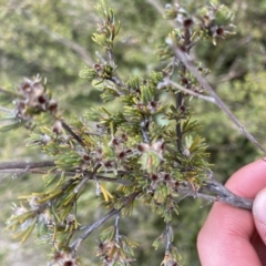 Kunzea muelleri (Yellow Kunzea) at Yaouk, NSW - 19 Nov 2022 by NedJohnston