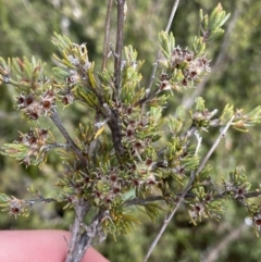 Kunzea muelleri at Yaouk, NSW - 19 Nov 2022 10:49 AM