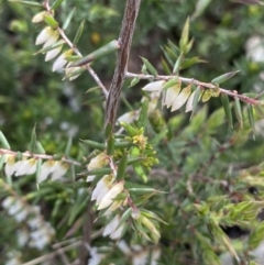 Leucopogon fletcheri subsp. brevisepalus (Twin Flower Beard-Heath) at Yaouk, NSW - 18 Nov 2022 by Ned_Johnston