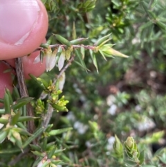 Leucopogon fletcheri subsp. brevisepalus at Yaouk, NSW - 19 Nov 2022