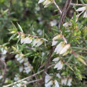 Leucopogon fletcheri subsp. brevisepalus at Yaouk, NSW - 19 Nov 2022