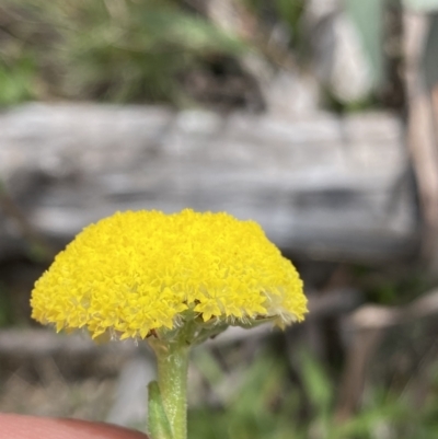 Craspedia variabilis (Common Billy Buttons) at Yaouk, NSW - 19 Nov 2022 by NedJohnston