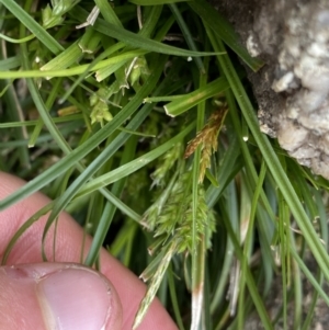 Carex breviculmis at Yaouk, NSW - 19 Nov 2022