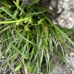 Carex breviculmis at Yaouk, NSW - 19 Nov 2022