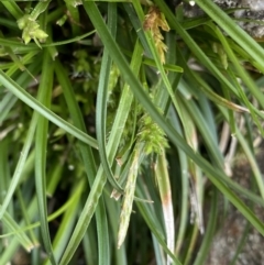 Carex breviculmis at Yaouk, NSW - 19 Nov 2022