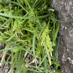 Carex breviculmis at Yaouk, NSW - 19 Nov 2022