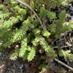 Crassula sieberiana (Austral Stonecrop) at Scabby Range Nature Reserve - 18 Nov 2022 by Ned_Johnston