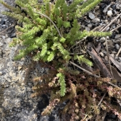 Crassula sieberiana at Yaouk, NSW - 19 Nov 2022 10:18 AM