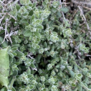 Galium polyanthum at Yaouk, NSW - 19 Nov 2022