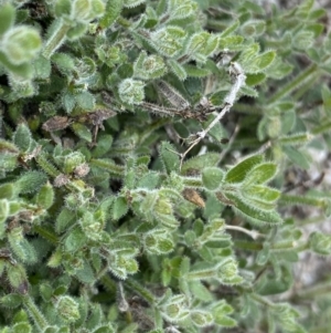 Galium polyanthum at Yaouk, NSW - 19 Nov 2022