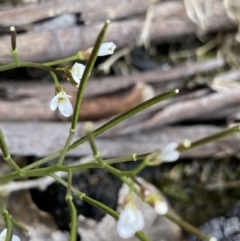 Cardamine franklinensis (Franklin Bitter Cress) at Yaouk, NSW - 18 Nov 2022 by Ned_Johnston