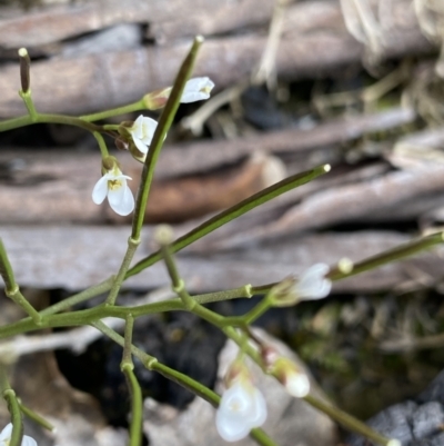 Cardamine franklinensis (Franklin Bitter Cress) at Yaouk, NSW - 18 Nov 2022 by Ned_Johnston