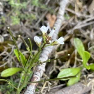 Cardamine franklinensis at Yaouk, NSW - 19 Nov 2022