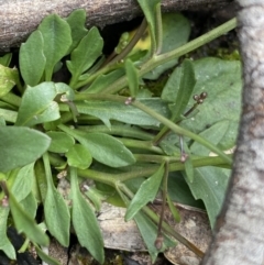 Cardamine franklinensis at Yaouk, NSW - 19 Nov 2022