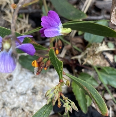 Viola betonicifolia (Mountain Violet) at Yaouk, NSW - 19 Nov 2022 by NedJohnston