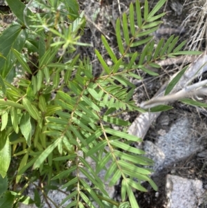 Polyscias sambucifolia subsp. Short leaflets (V.Stajsic 196) Vic. Herbarium at Yaouk, NSW - 19 Nov 2022 09:52 AM