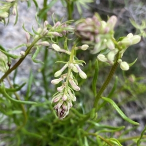 Stackhousia monogyna at Yaouk, NSW - 19 Nov 2022