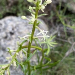 Stackhousia monogyna at Yaouk, NSW - 19 Nov 2022