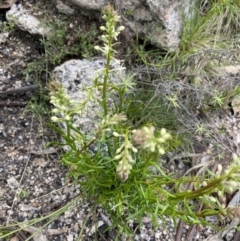 Stackhousia monogyna at Yaouk, NSW - 19 Nov 2022