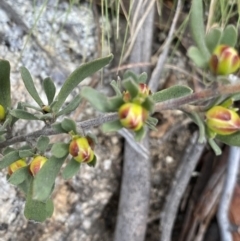 Hibbertia obtusifolia at Yaouk, NSW - 19 Nov 2022 09:17 AM