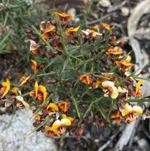 Daviesia ulicifolia at Yaouk, NSW - 19 Nov 2022 09:12 AM