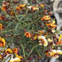 Daviesia ulicifolia at Yaouk, NSW - 19 Nov 2022 09:12 AM