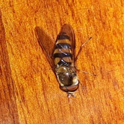 Syrphini sp. (tribe) (Unidentified syrphine hover fly) at O'Connor, ACT - 20 Nov 2022 by AAGunn