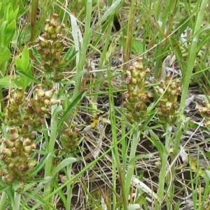 Gamochaeta purpurea at Molonglo Valley, ACT - 19 Nov 2022