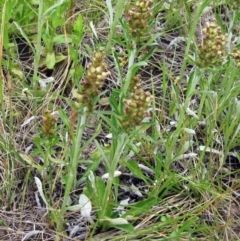 Gamochaeta purpurea at Molonglo Valley, ACT - 19 Nov 2022