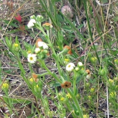 Hackelia suaveolens (Sweet Hounds Tongue) at Molonglo Valley, ACT - 19 Nov 2022 by sangio7