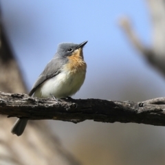 Myiagra rubecula (Leaden Flycatcher) at Molonglo Valley, ACT - 19 Nov 2022 by AlisonMilton