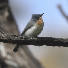 Myiagra rubecula at Molonglo Valley, ACT - 20 Nov 2022 09:39 AM