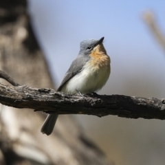 Myiagra rubecula at Molonglo Valley, ACT - 20 Nov 2022