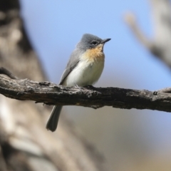 Myiagra rubecula at Molonglo Valley, ACT - 20 Nov 2022 09:39 AM