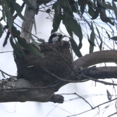 Grallina cyanoleuca (Magpie-lark) at The Pinnacle - 20 Nov 2022 by AlisonMilton