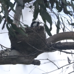 Grallina cyanoleuca (Magpie-lark) at The Pinnacle - 19 Nov 2022 by AlisonMilton