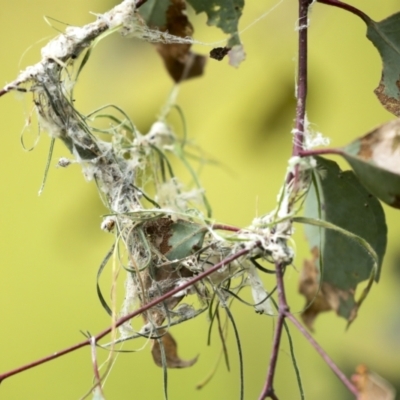 Smicrornis brevirostris (Weebill) at The Pinnacle - 20 Nov 2022 by AlisonMilton