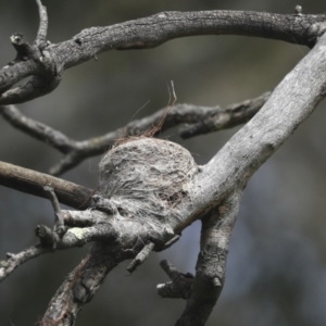 Rhipidura leucophrys at Hawker, ACT - 20 Nov 2022