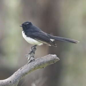 Rhipidura leucophrys at Hawker, ACT - 20 Nov 2022