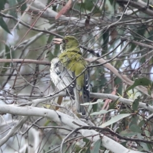 Oriolus sagittatus at Weetangera, ACT - 20 Nov 2022