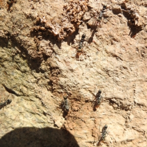 Myrmecia sp., pilosula-group at Paddys River, ACT - 20 Nov 2022 02:15 PM