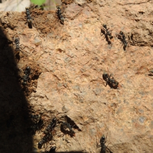 Myrmecia sp., pilosula-group at Paddys River, ACT - 20 Nov 2022 02:15 PM