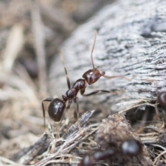 Papyrius sp (undescribed) (Hairy Coconut Ant) at The Pinnacle - 2 Oct 2022 by AlisonMilton