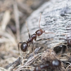 Papyrius sp (undescribed) (Hairy Coconut Ant) at Hawker, ACT - 2 Oct 2022 by AlisonMilton