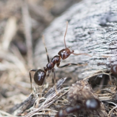 Papyrius sp (undescribed) (Hairy Coconut Ant) at Hawker, ACT - 3 Oct 2022 by AlisonMilton